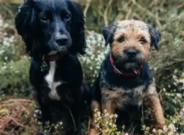 bunch of dogs in a park